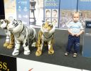 four tigers